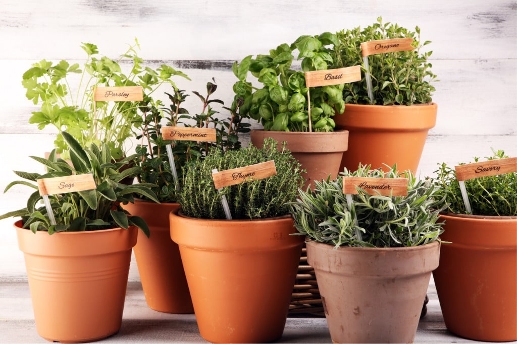 homegrown-and-aromatic-herbs-in-old-clay-pots-set-of-culinary-herbs-picture-id1211853278.jpg